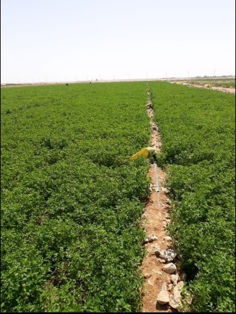 زراعه البونيكام والجت والرودس - 1