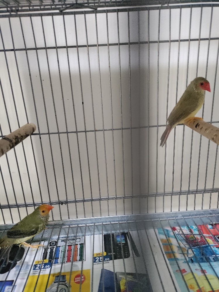 birds for sale (one pair) - 3