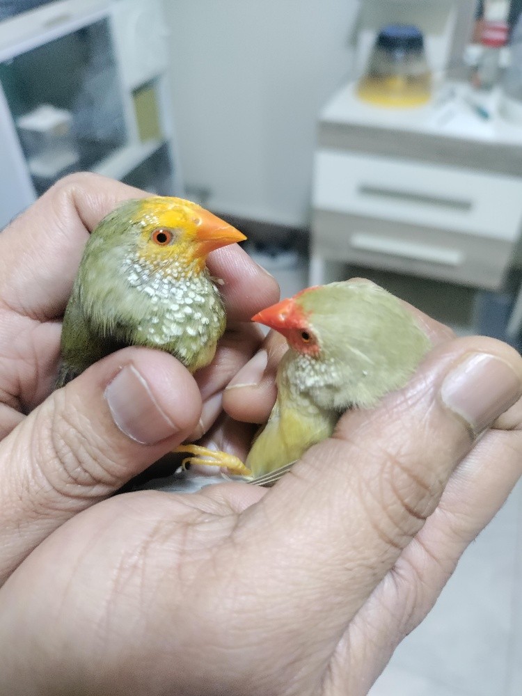 birds for sale (one pair) - 1