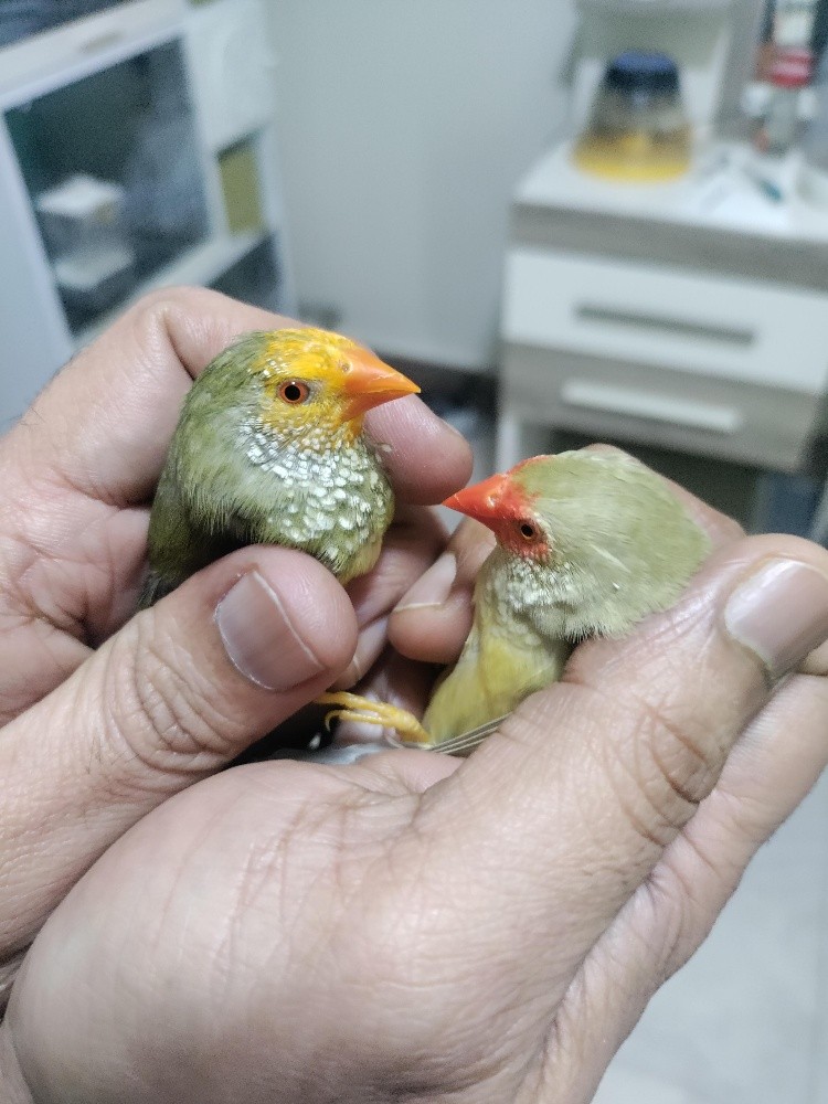 birds for sale (one pair) - 2