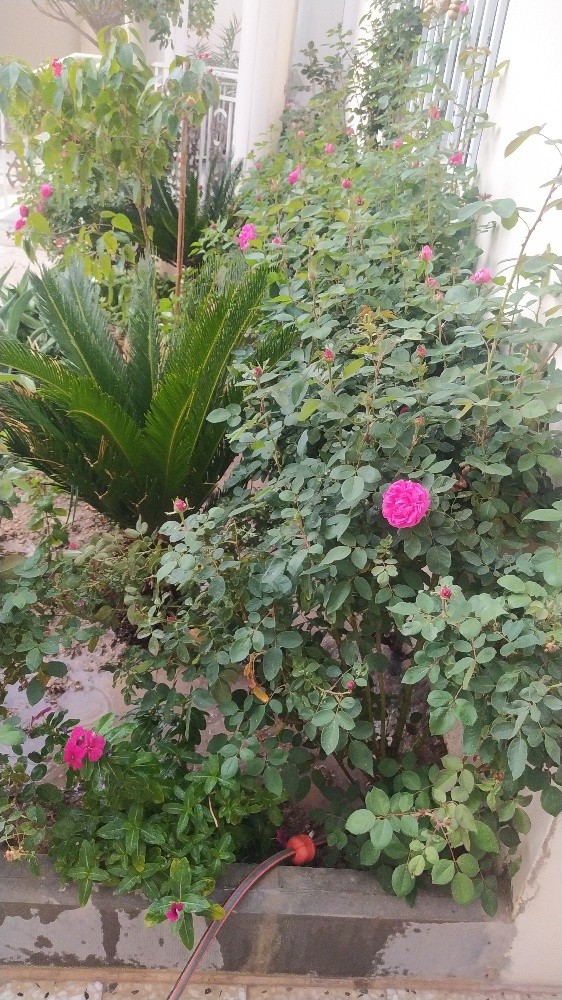 مهندس زراعي - 3