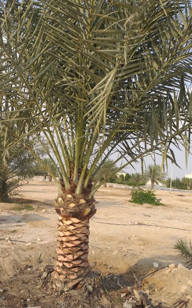 الزراع حمد - 14