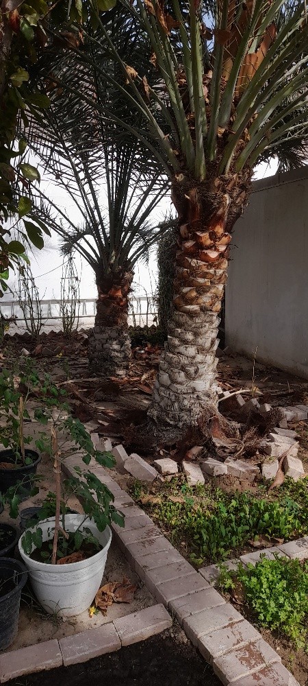 الزراع حمد - 9