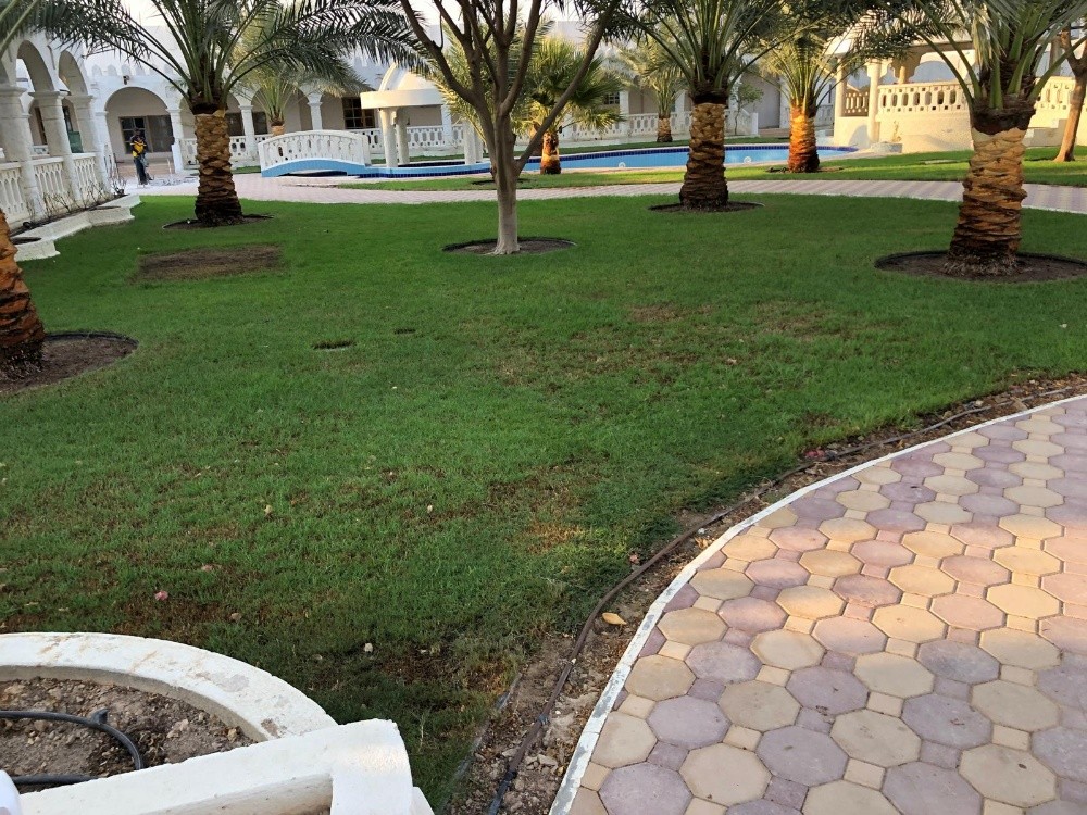 نخل للبيع وتنظيف وتلقيح ورش النخل - 3