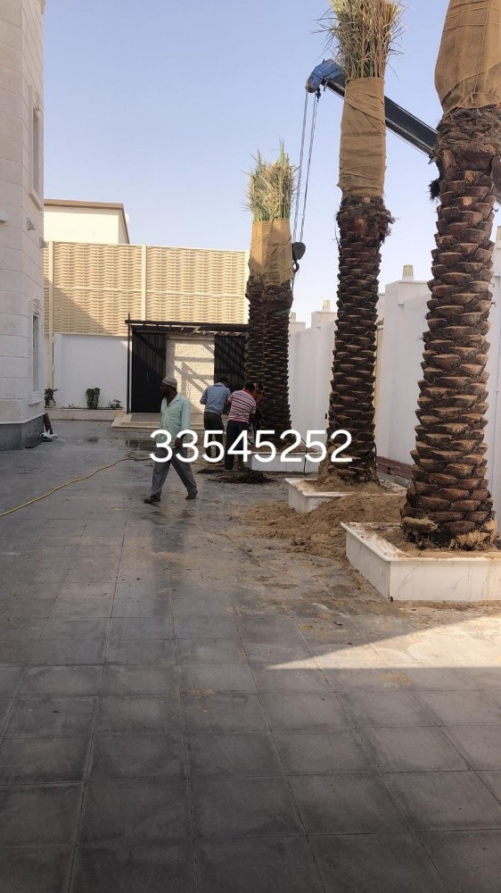 نخل للبيع وتنظيف وتلقيح ورش النخل - 2