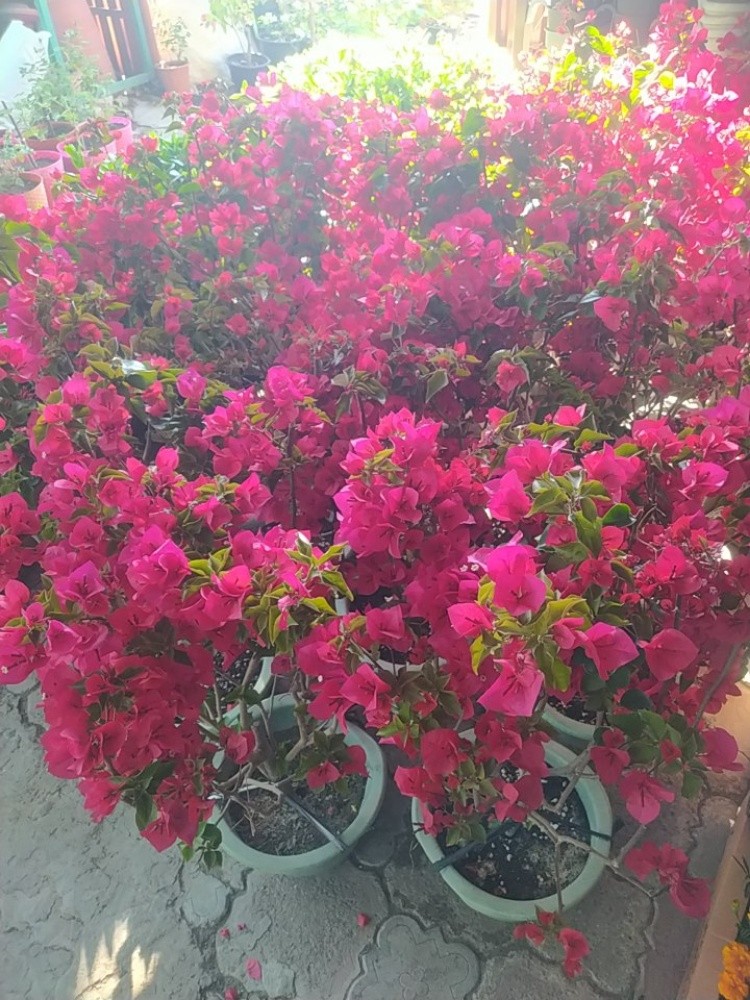 منسق حدائق - 3