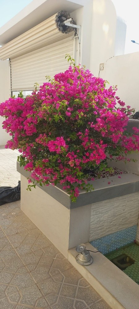 ديكوار حدايق - 7