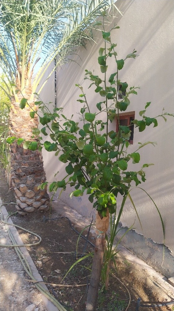مهندس زراعي - 1