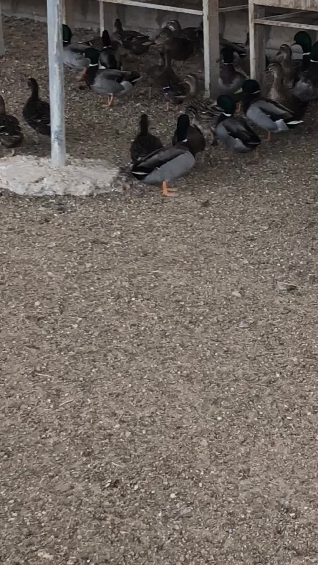 بط طيار بيور - 1