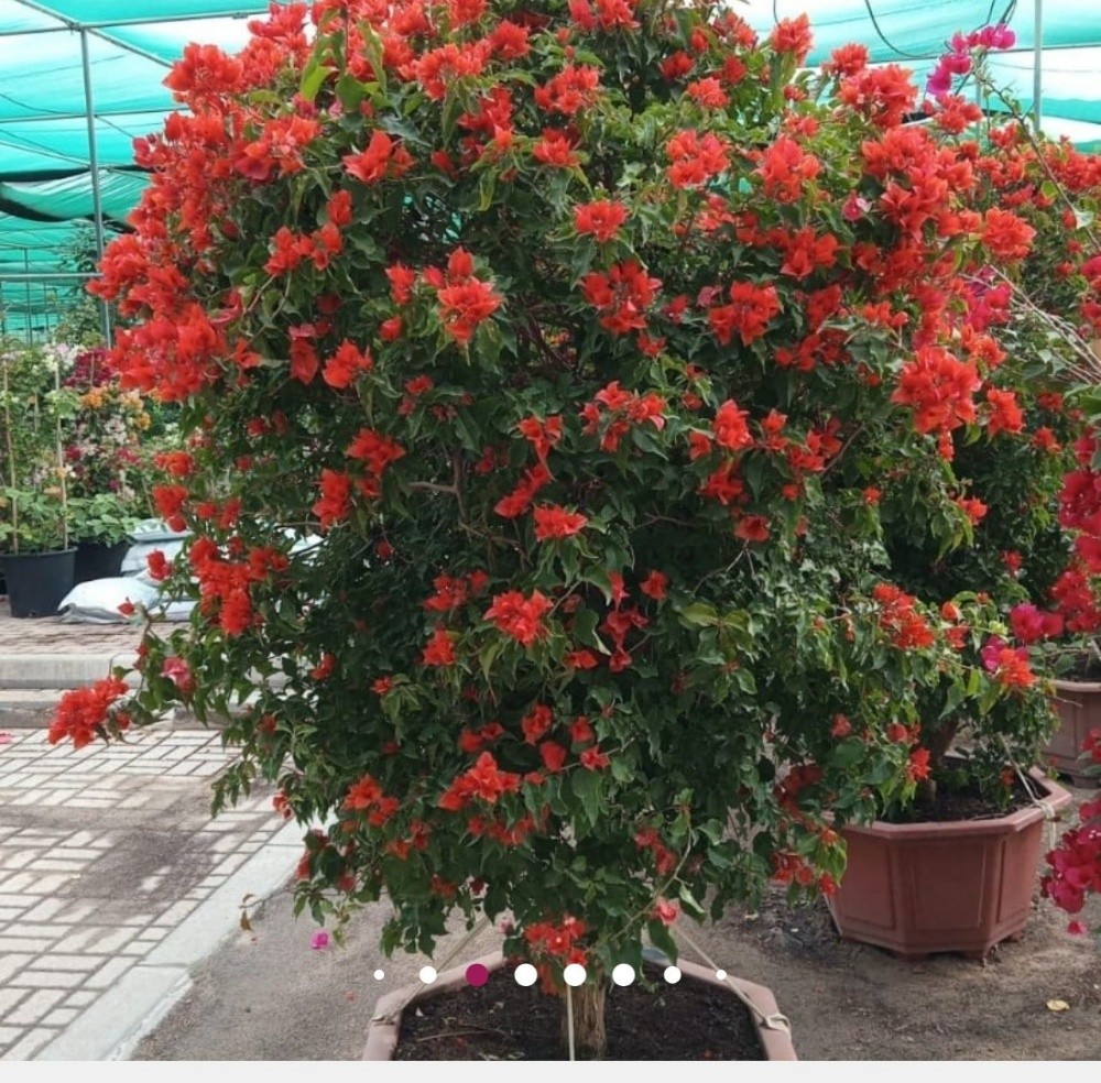 الورود - 2