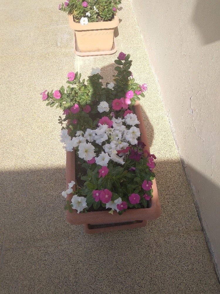 الورود - 3