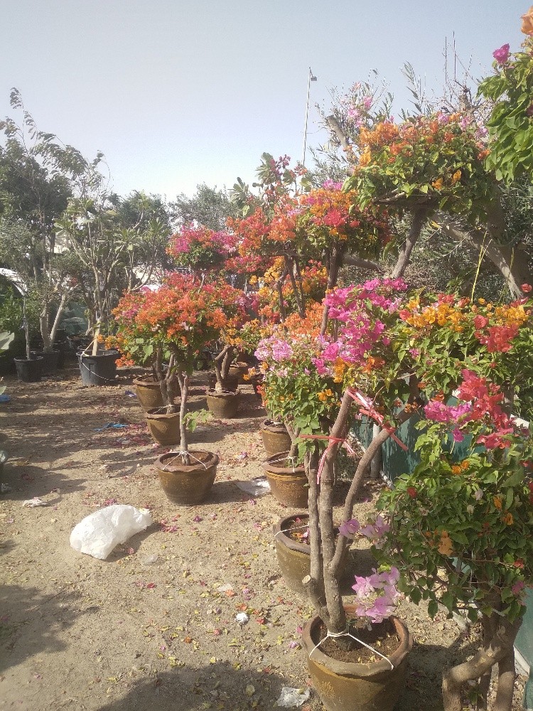 الورود - 1