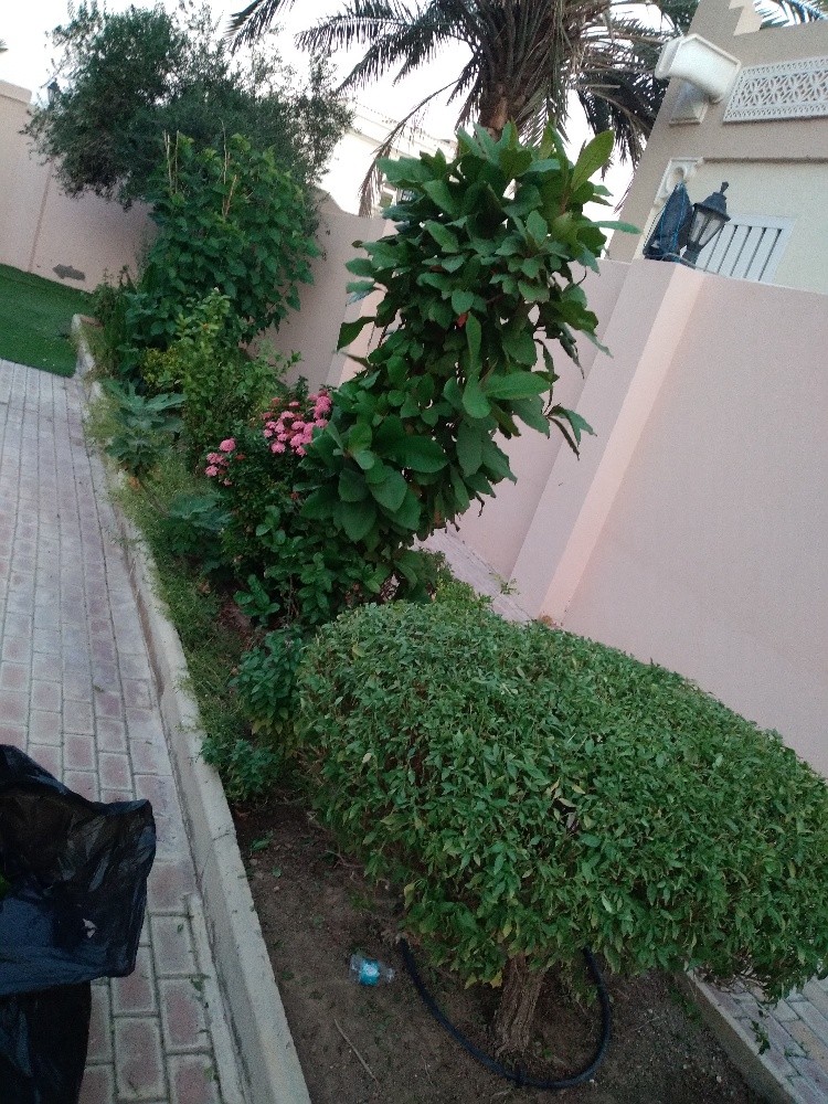 الورود - 3