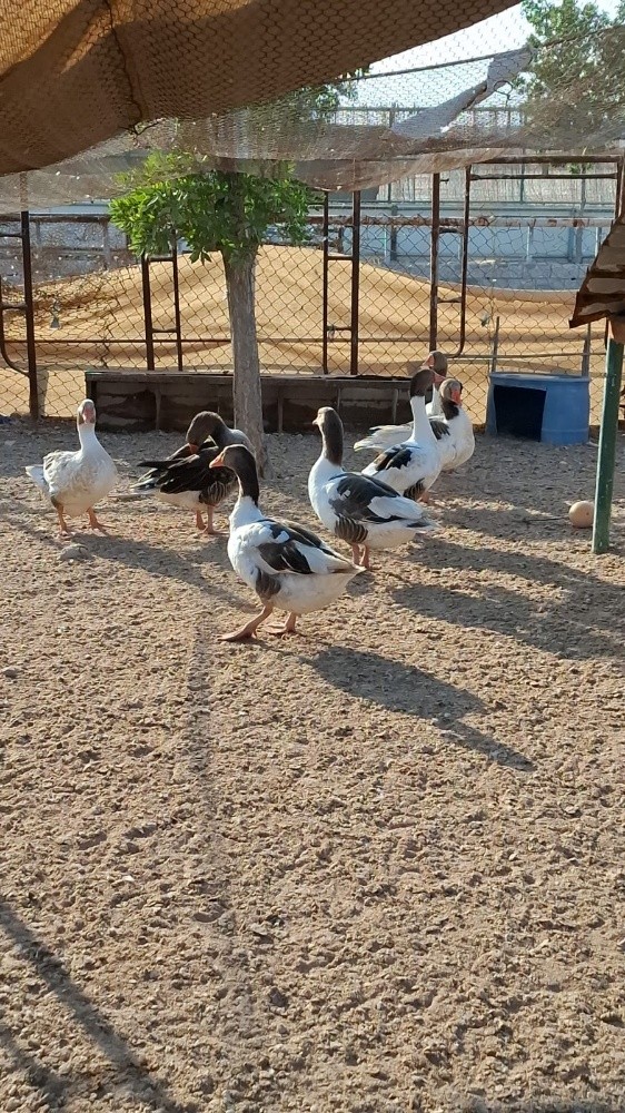 وز منتج بصحة جيده الحبة ٢٠٠ريال - 2