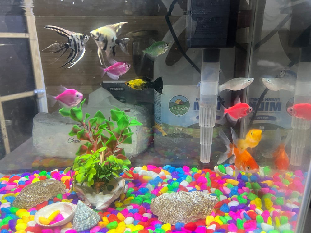 sale fish with aquarium sale - 2