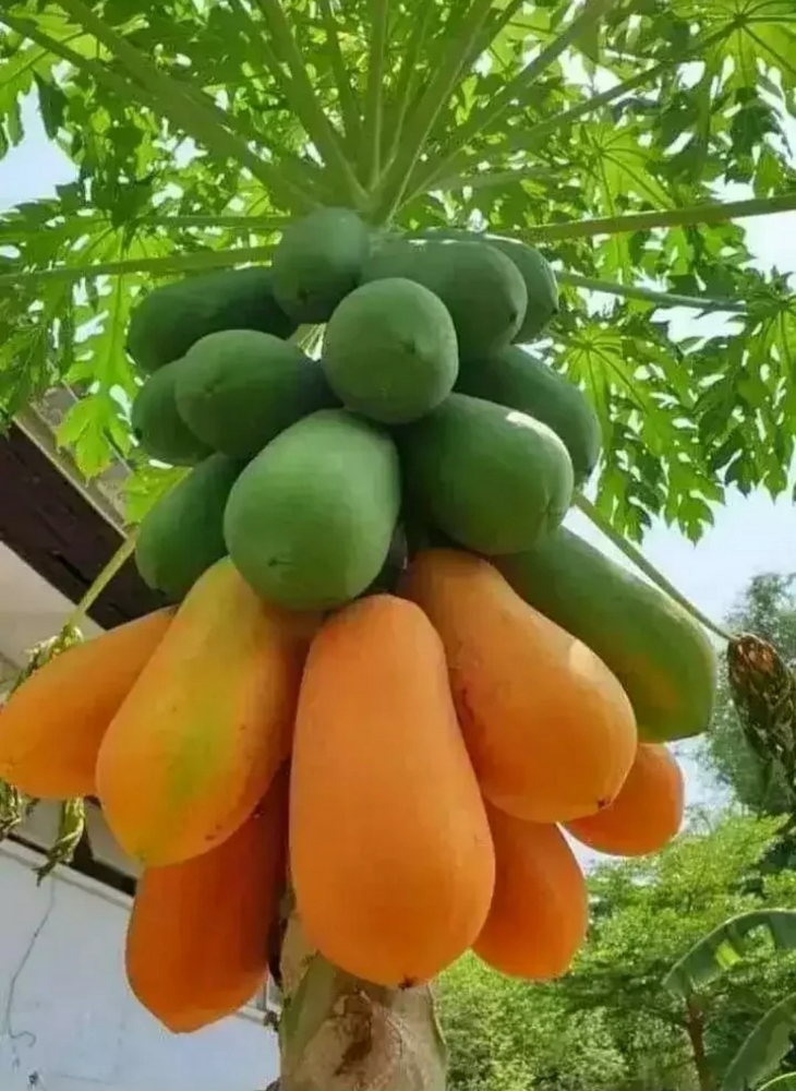 مهندس زراعي - 2