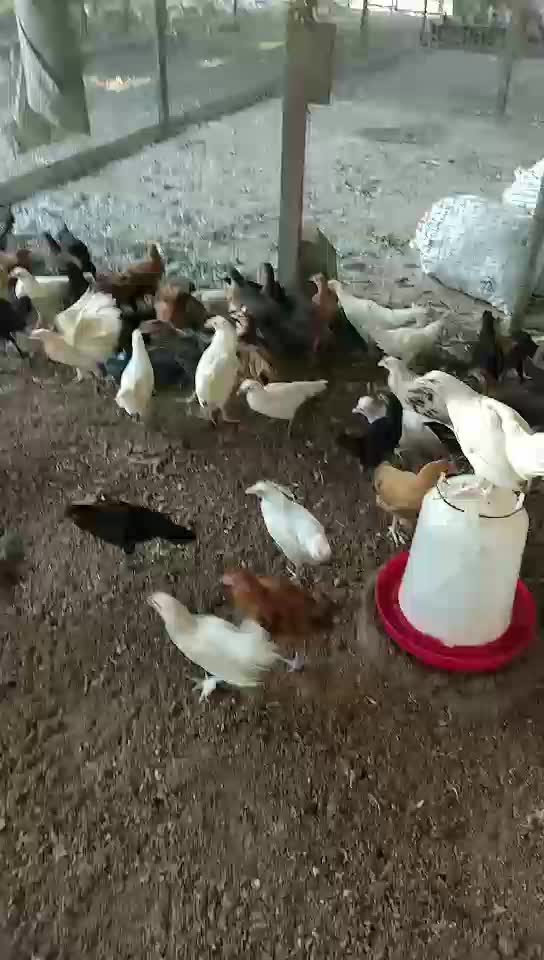 دجاج بلدي انتاج مزارع ابو سدره - 1