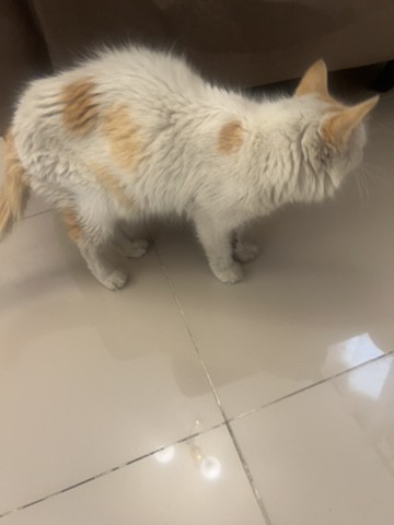 cat - 2