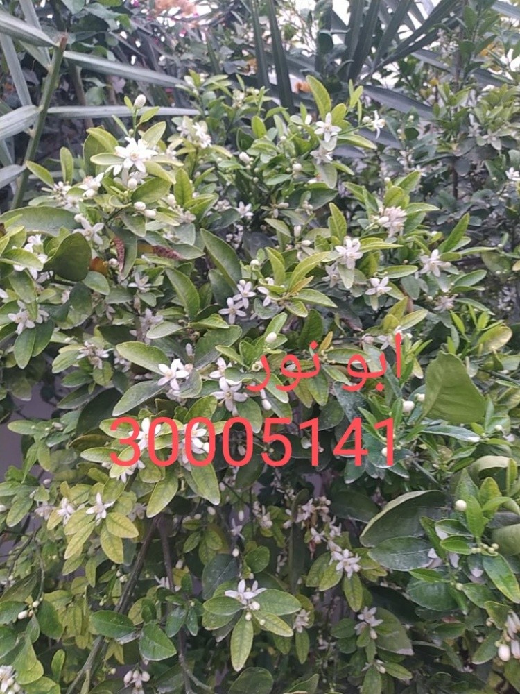مهندس ابو نور - 6