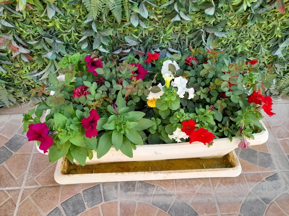 زراعة حدائق - 3