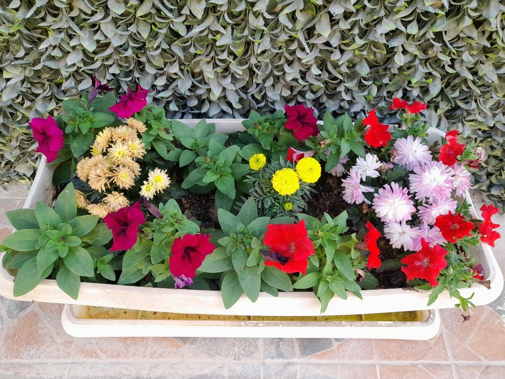 زراعة حدائق - 2