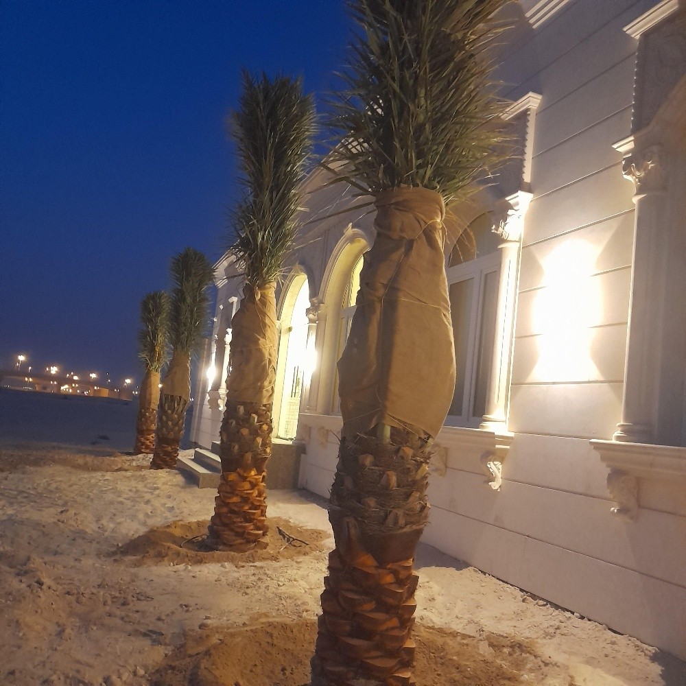 تلقيح النخل - 5