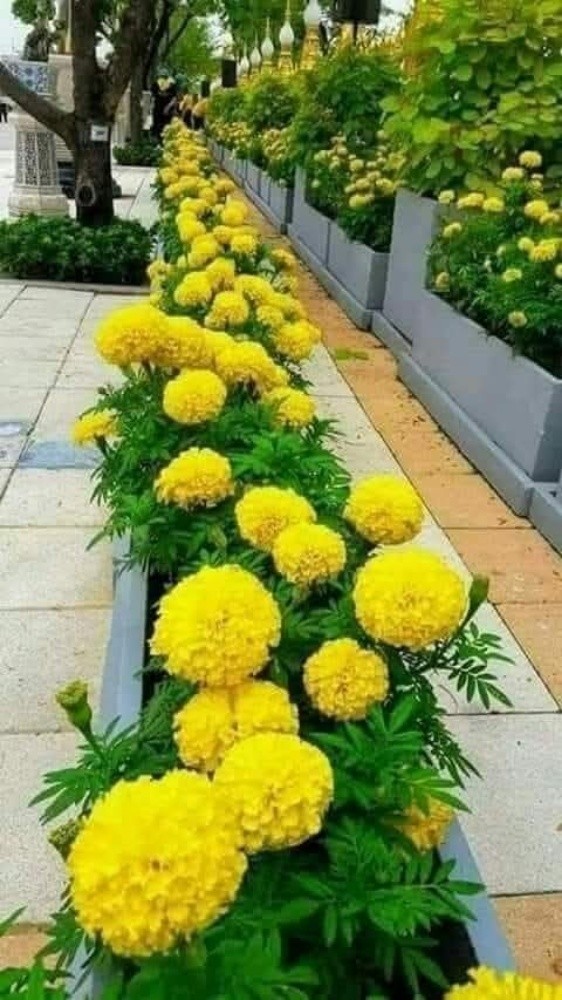 مهندس زراعي - 9