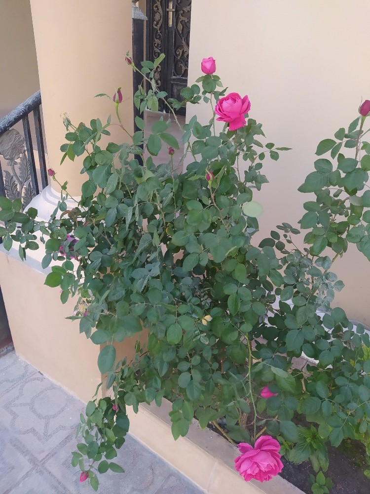 مهندس زراعي - 7