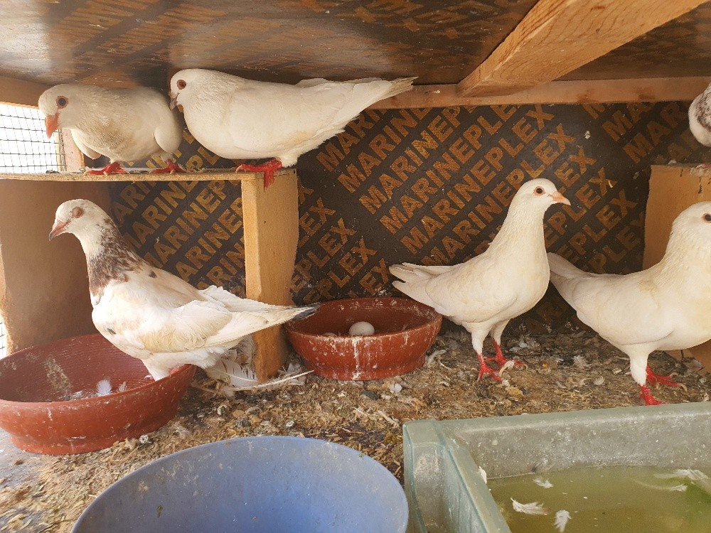 حمام لاحم - 6