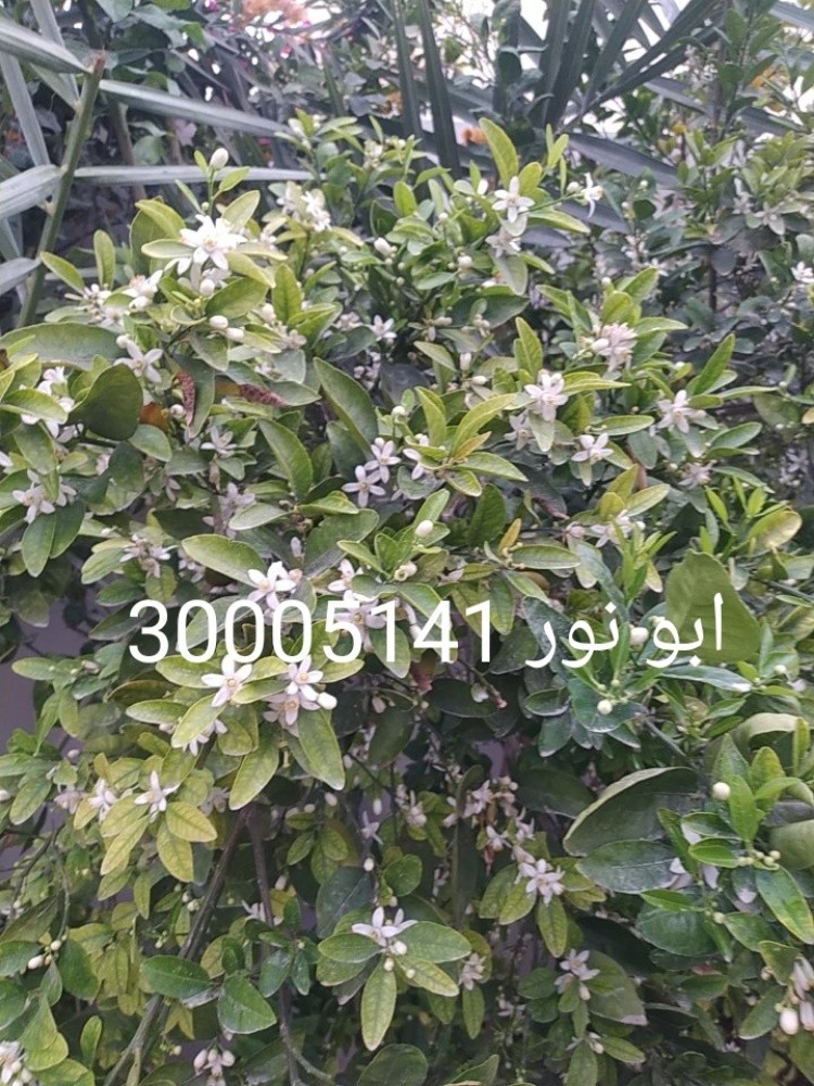 منسق حدائق - 4