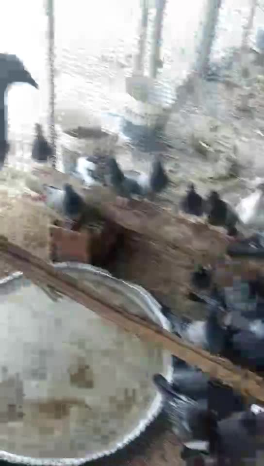 حمام جازل فرخ للبيع - 6
