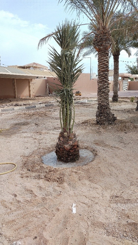 زراعة حدائق - 1