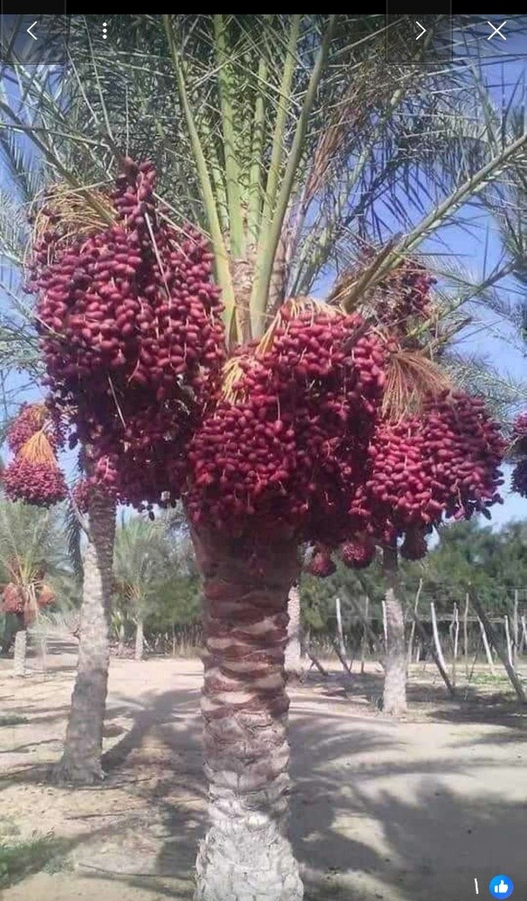 مهندس زراعي - 6