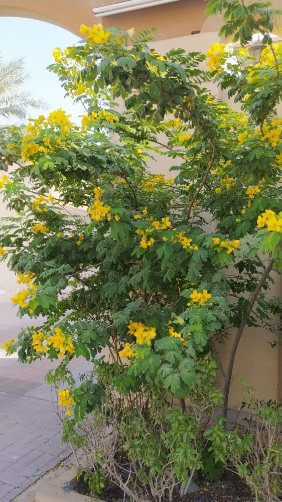 مهندس زراعي - 4