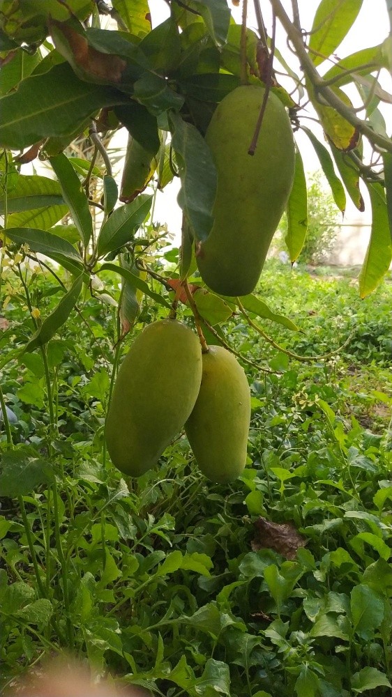 متخصصون في تنسيق الحدائق - 5