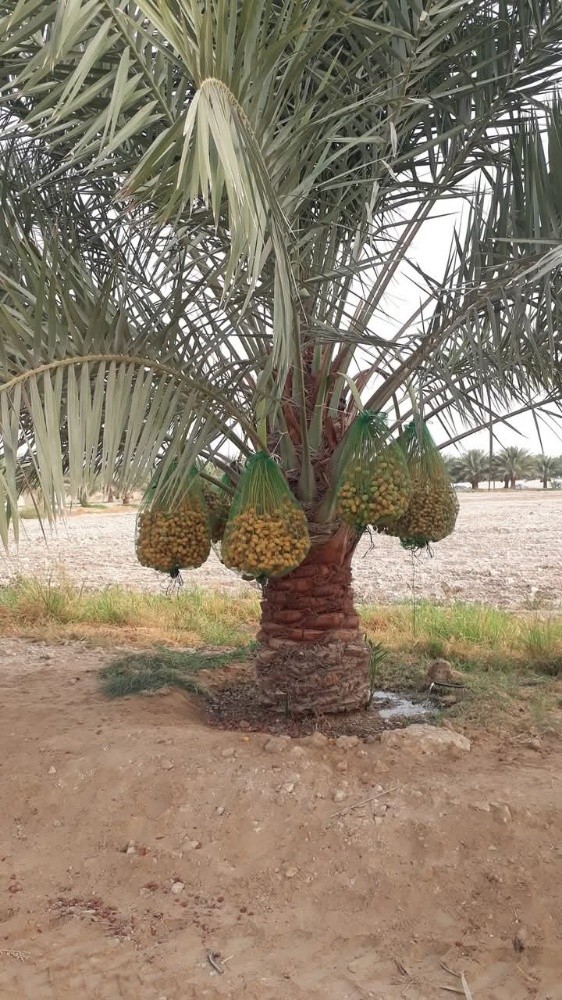 تنسيق وتجهيز الحدائق - 12