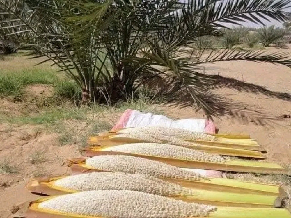 تنظيف وتطهير النخل والأشجار - 3