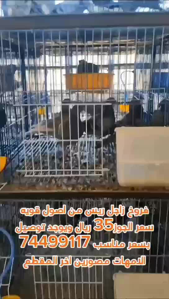 فروخ زاجل ريس مستوى - 1