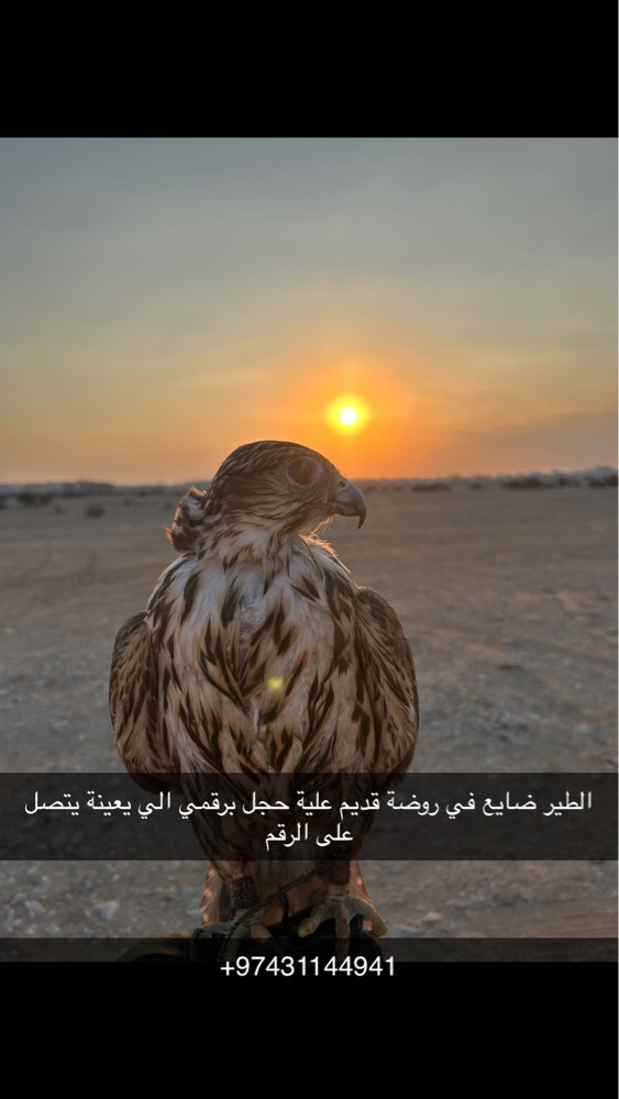 الطير فارط صار له شهر  - 1