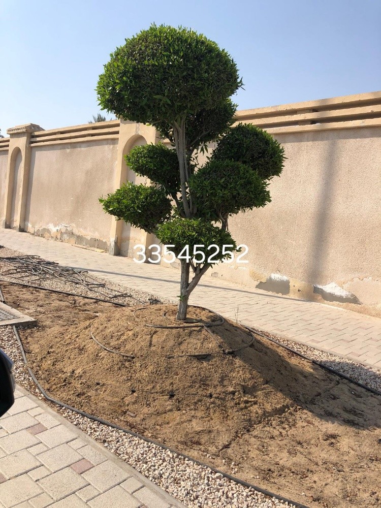 تنسيق وترتيب الحدائق - 6