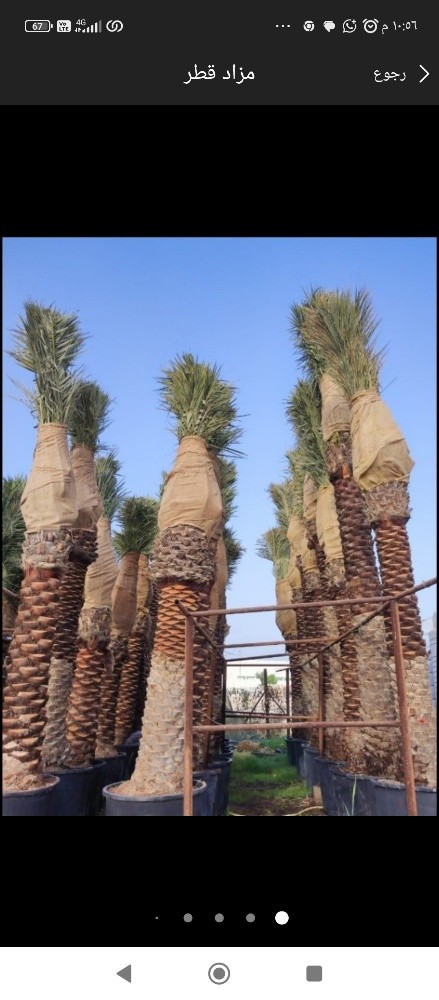 نخيل خدمات - 1