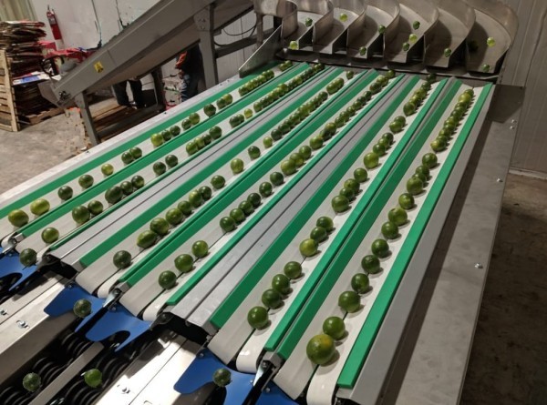 Fruit Sorting Machine - 3