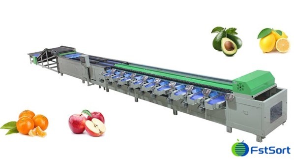 Fruit Sorting Machine - 5