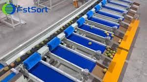 Fruit Sorting Machine - 4