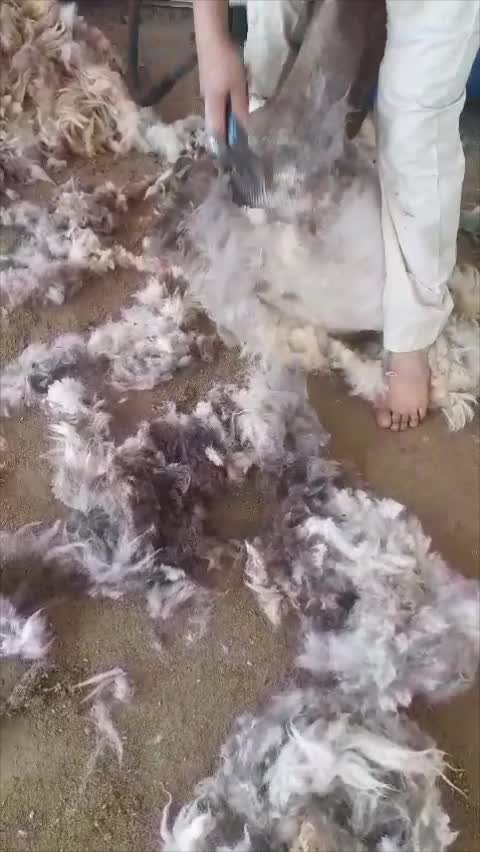جز وحلاقه اغنام في دوله قطر - 3