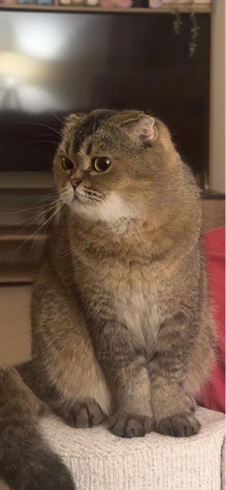 missing cat - 2