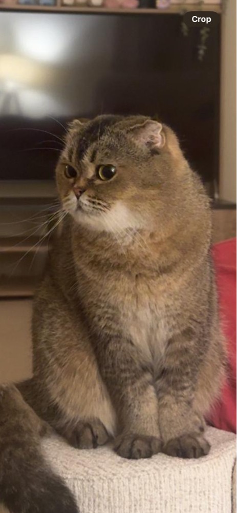 missing cat - 1