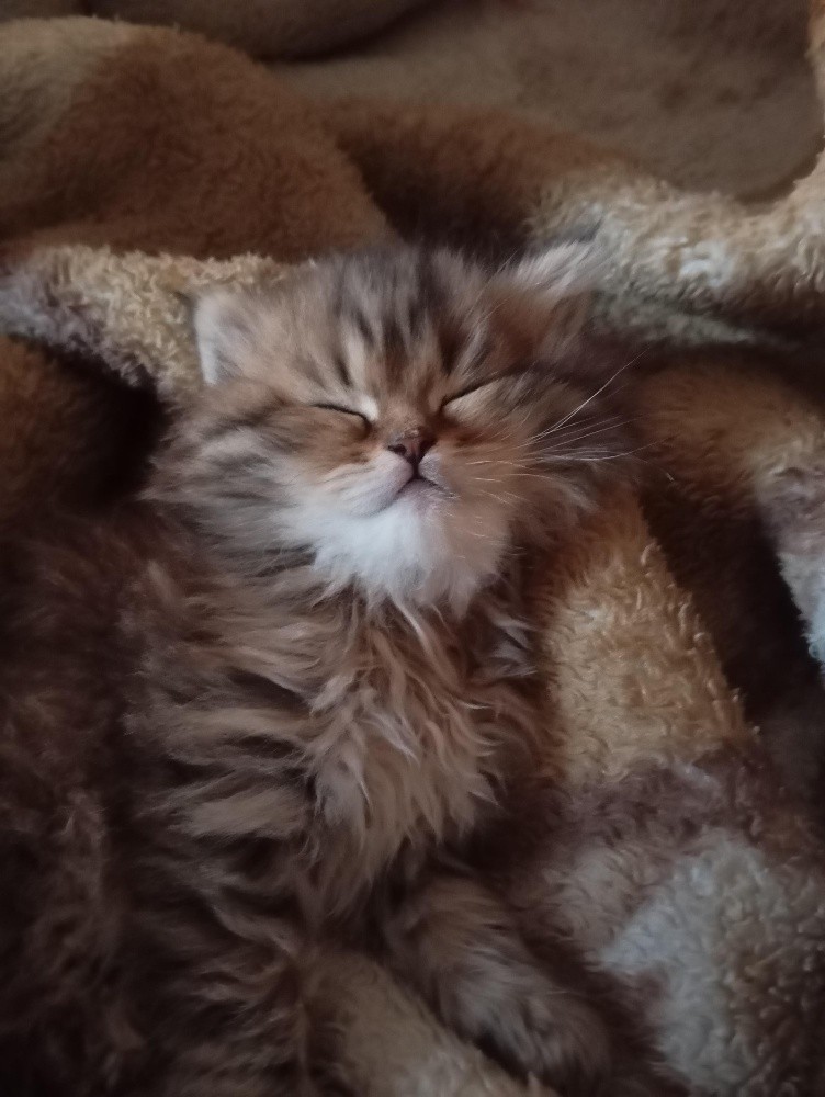 2 Kittens - 4