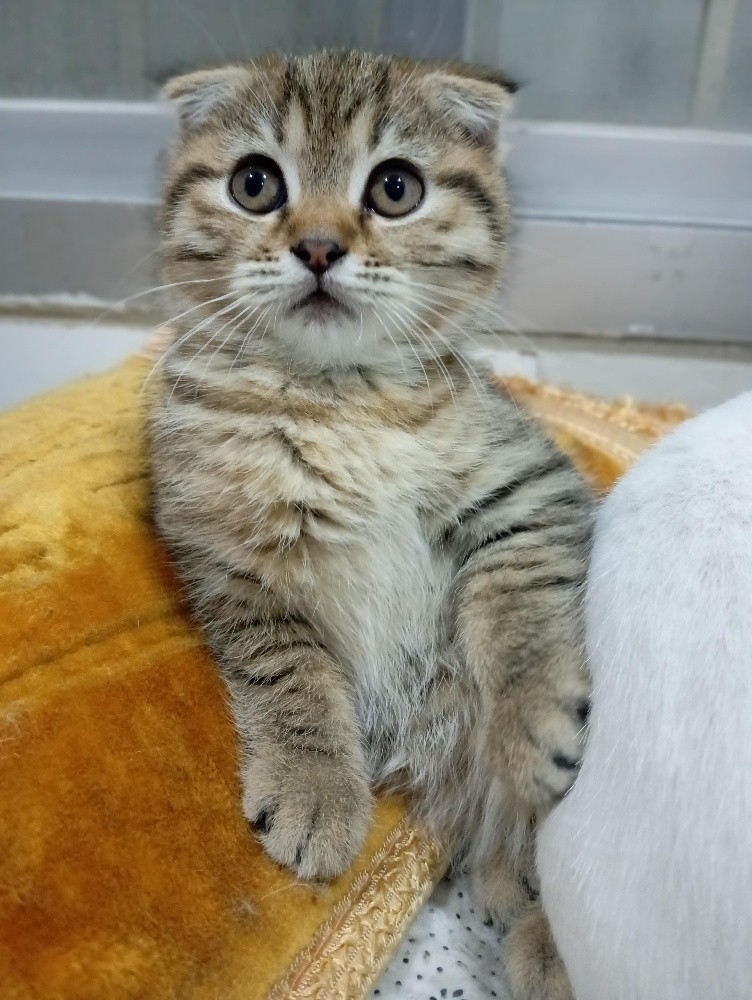 2 Kittens - 5