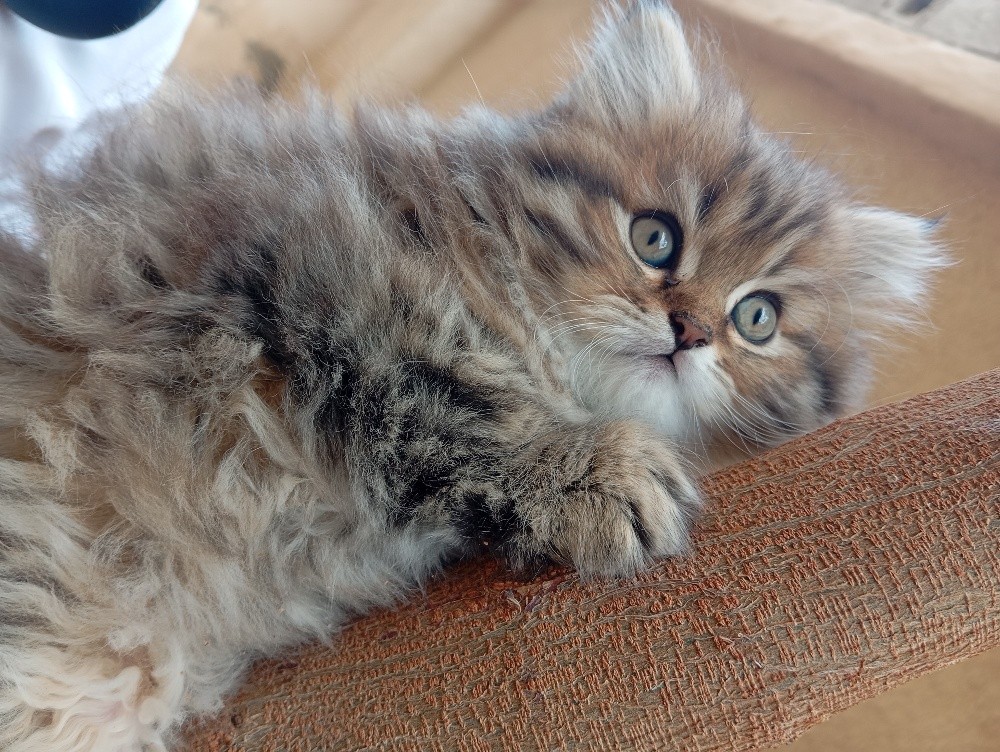 2 Kittens - 2